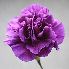 Carnations