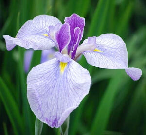 Japanese Iris