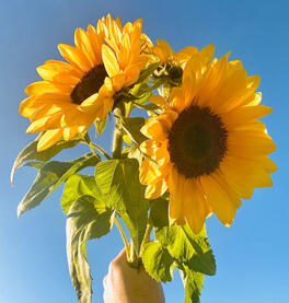 Sunflowers